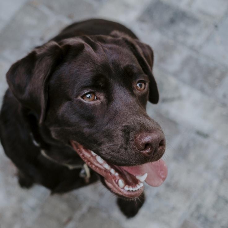 Portrait of Mira Desai meditation instructor